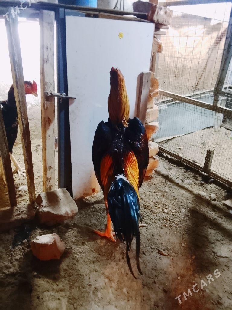 Horaz - Daşoguz - img 3