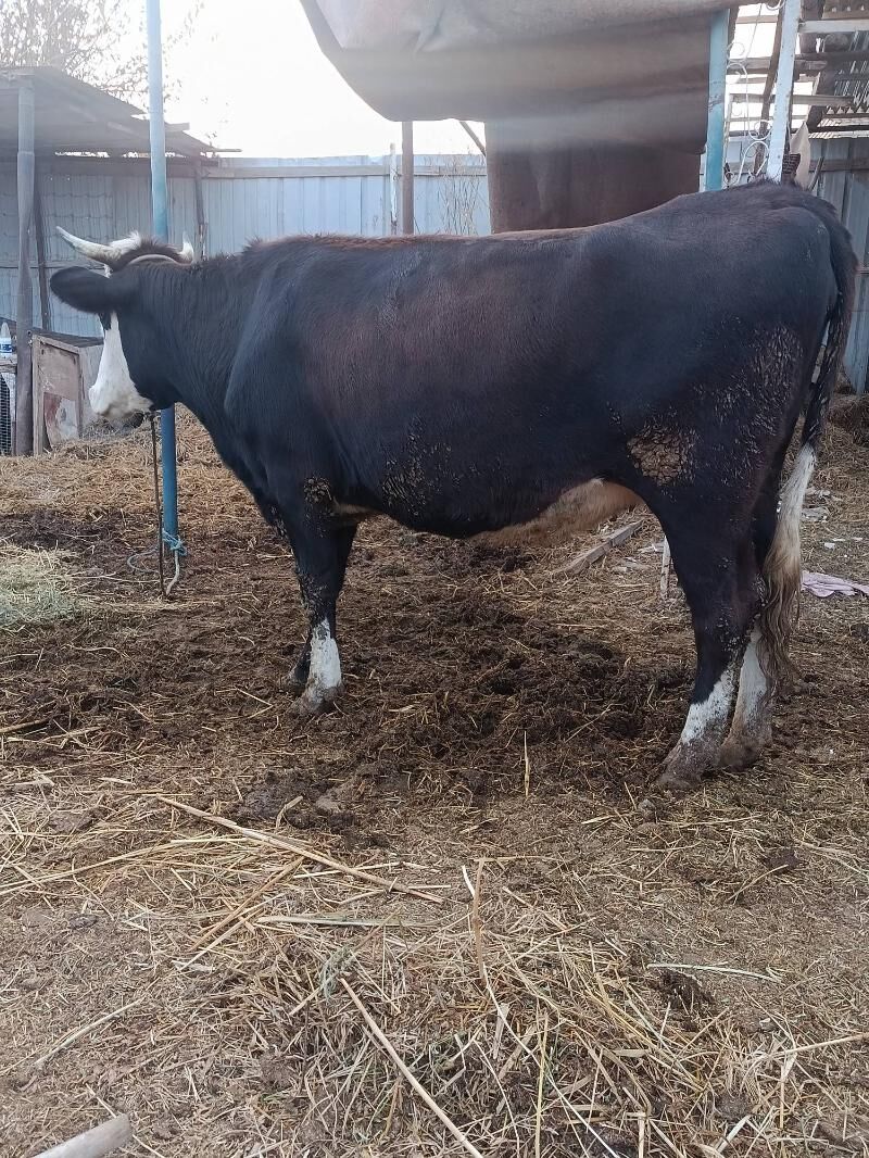 yetik.   gunajyn - Türkmenabat - img 4