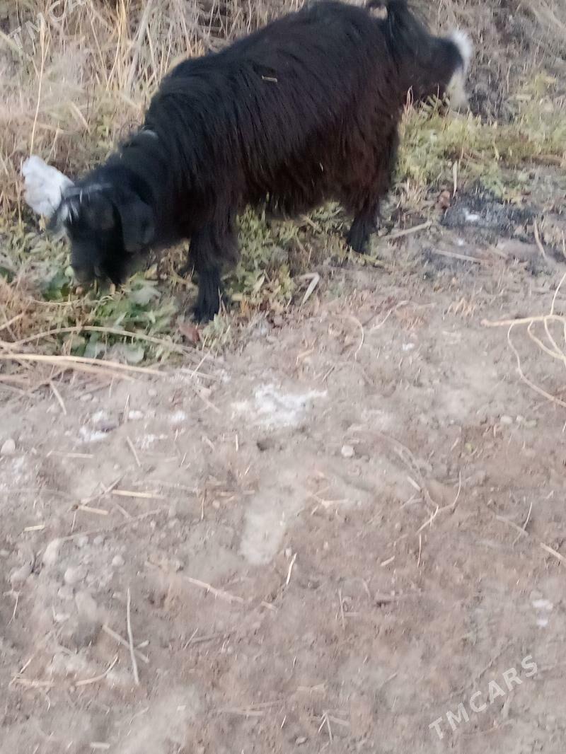 geciler - Чарджоу - img 2