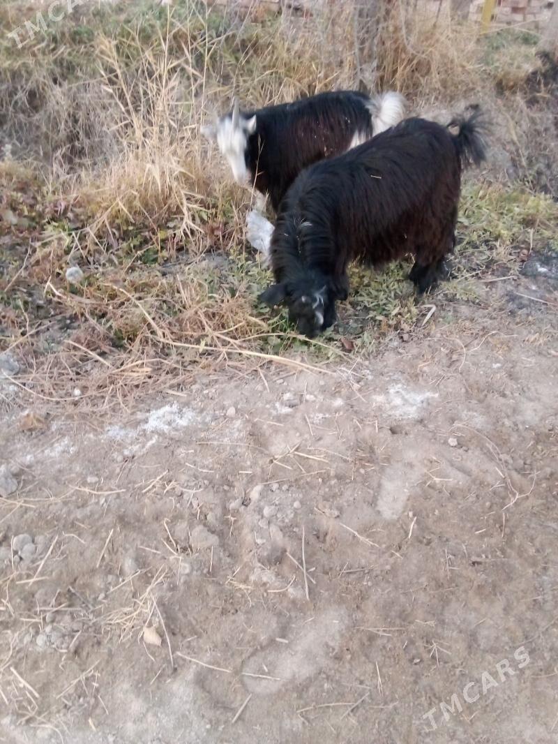 geciler - Чарджоу - img 4