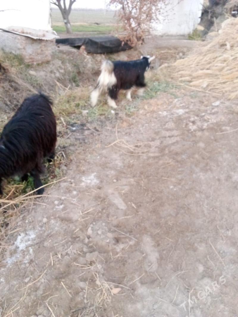 geciler - Чарджоу - img 3