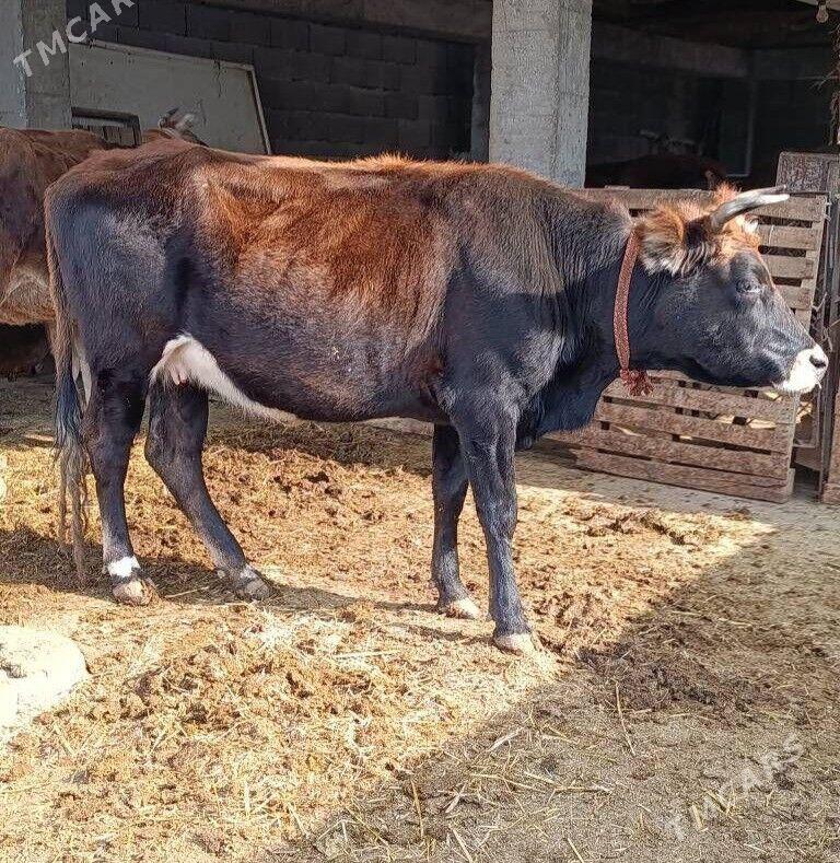 Bogaz sygyr - Ашхабад - img 3