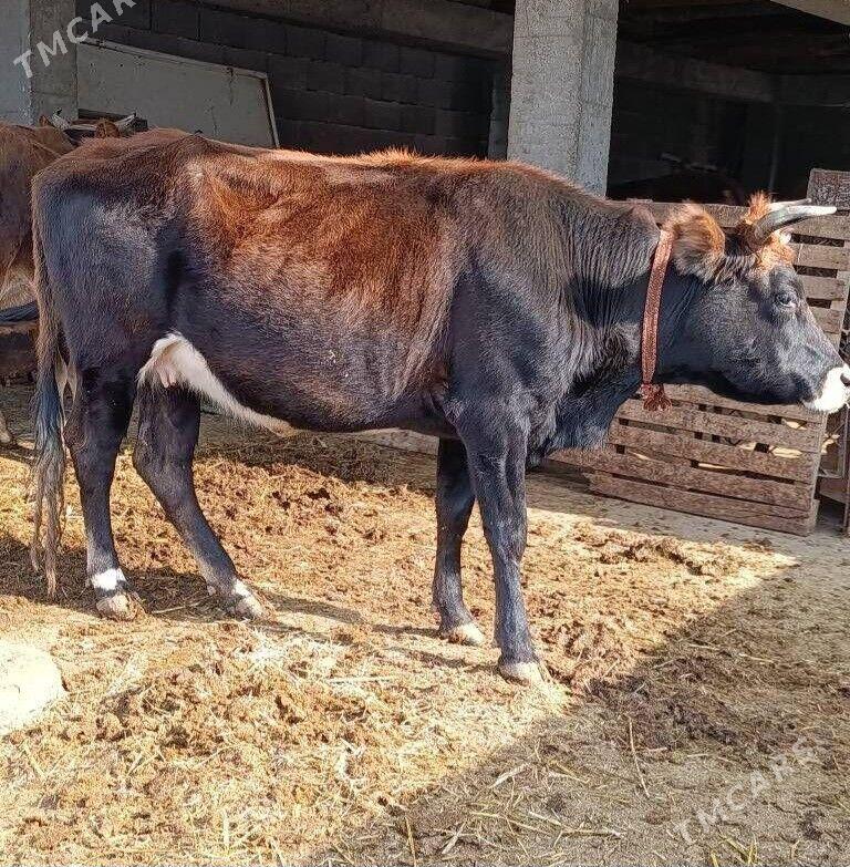 Bogaz sygyr - Ашхабад - img 4