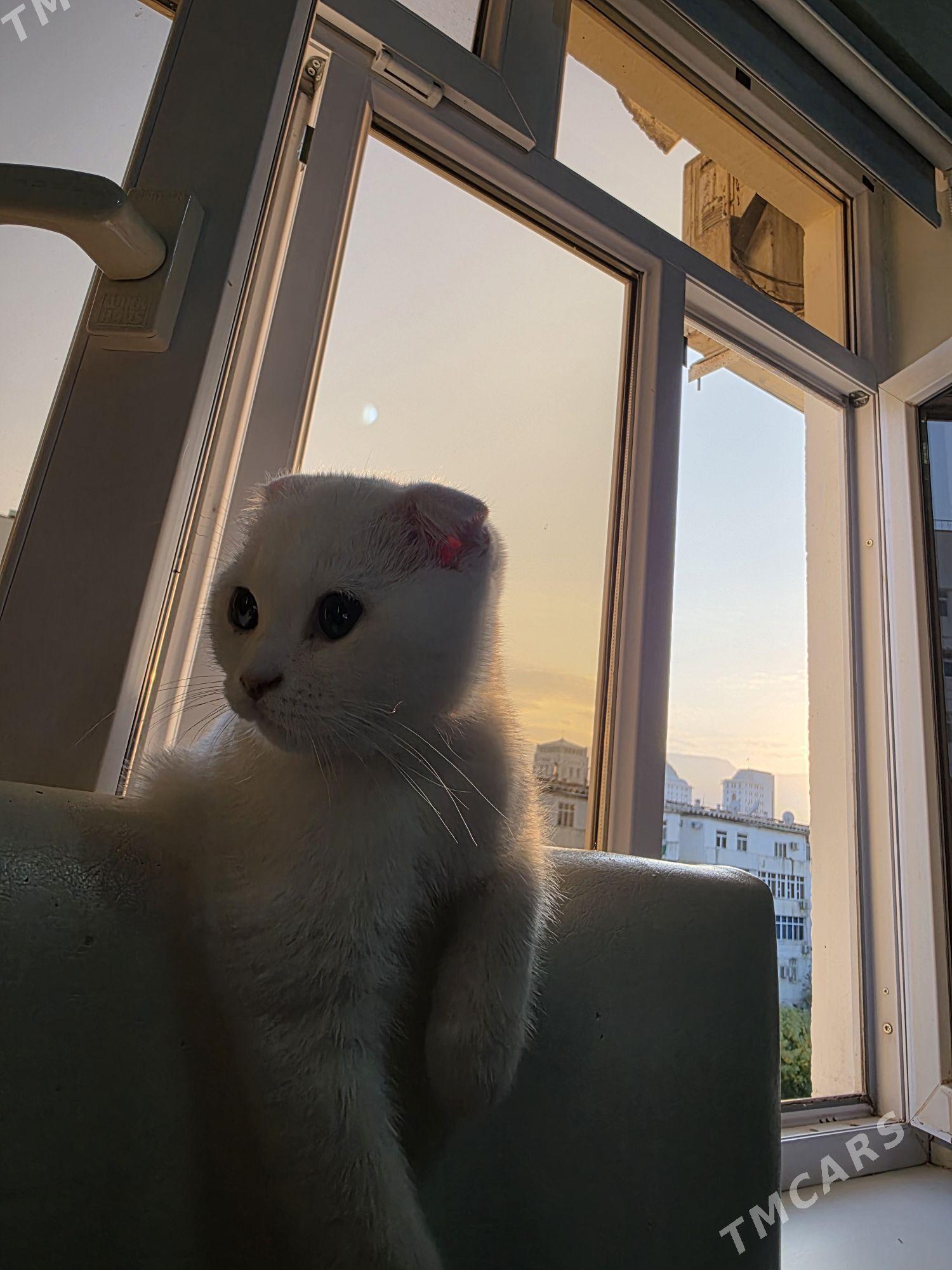 Sotlantka - Parahat 2 - img 5