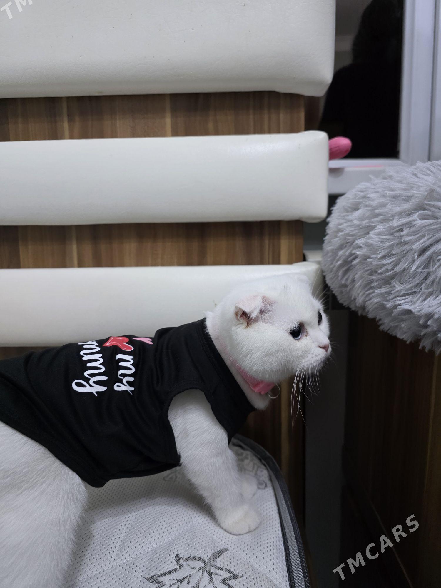 Sotlantka - Parahat 2 - img 3