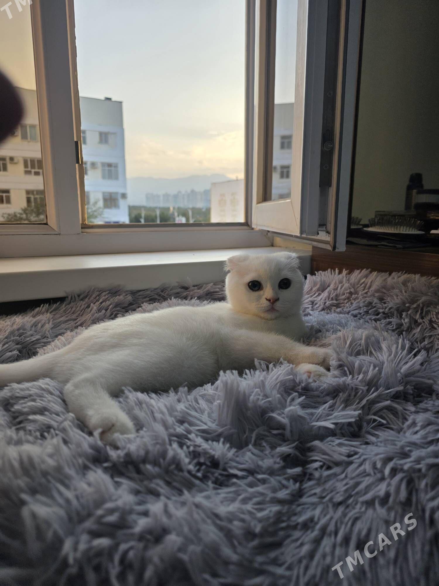 Sotlantka - Parahat 2 - img 4