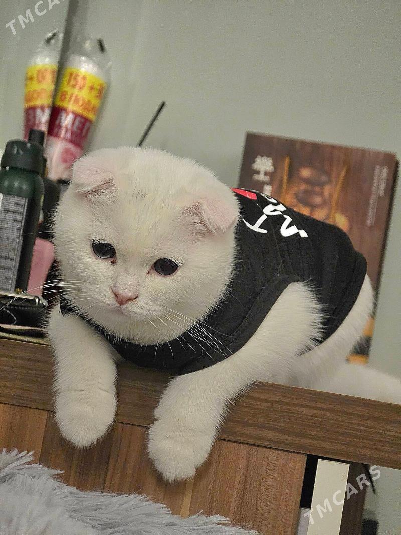 Sotlantka - Parahat 2 - img 2