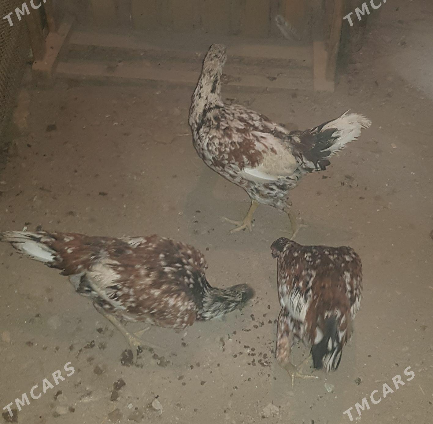 horaz.tawuk - Дашогуз - img 2