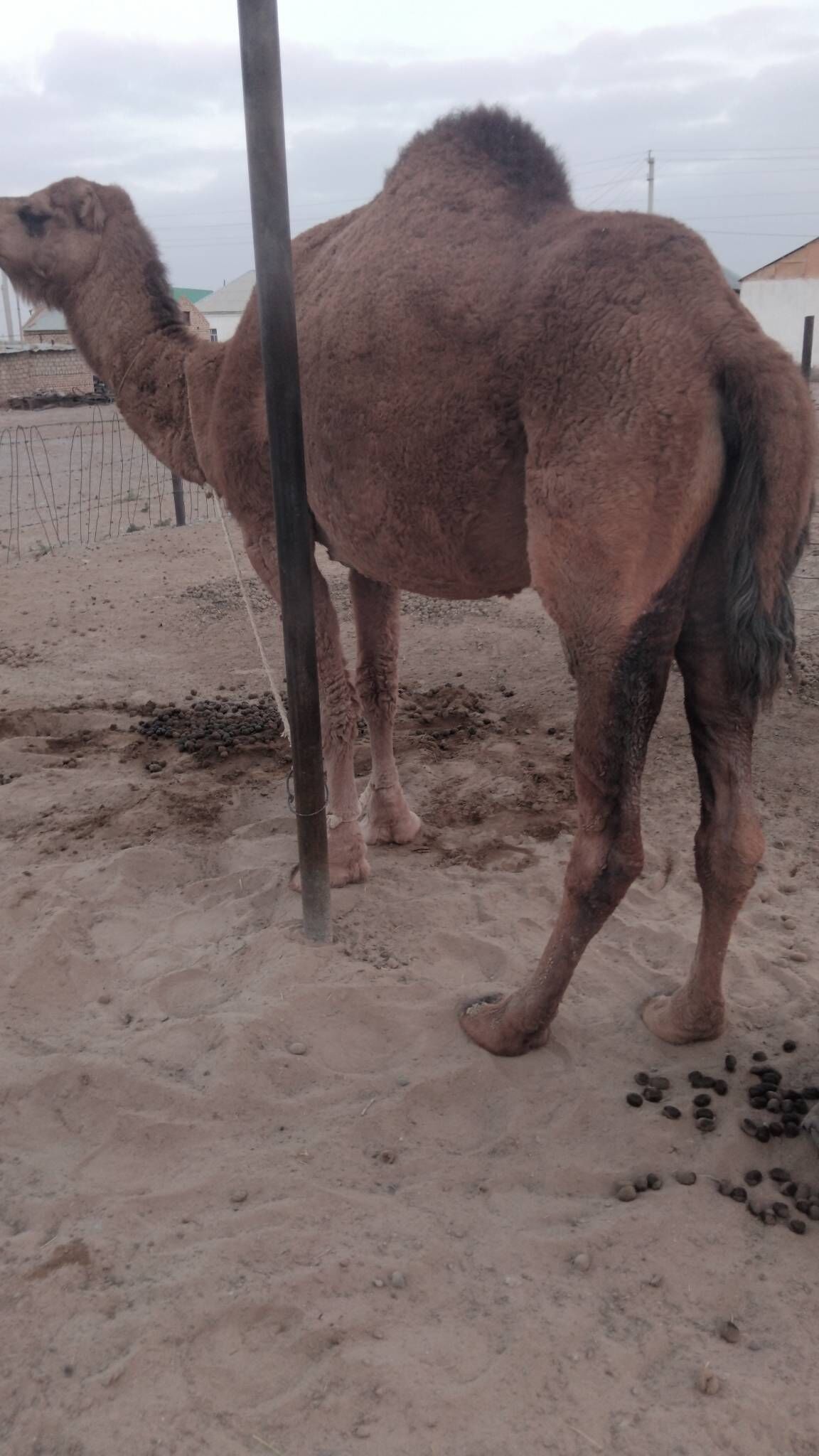 Duye torymly - Ak bugdaý etraby - img 7