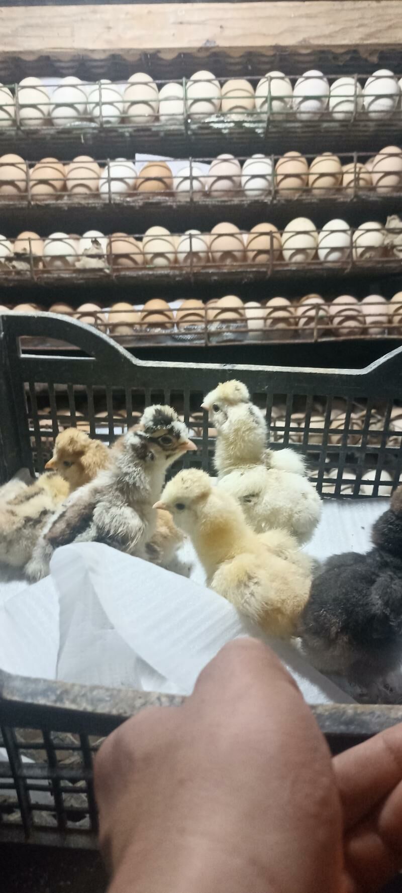 хораз вепарода жуйже чыкарярыс - Багир - img 3