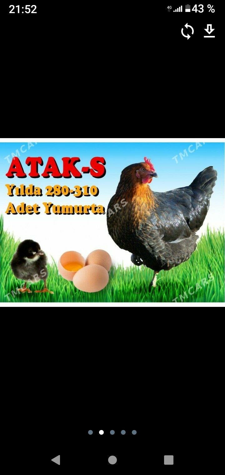 хораз вепарода жуйже чыкарярыс - Багир - img 6