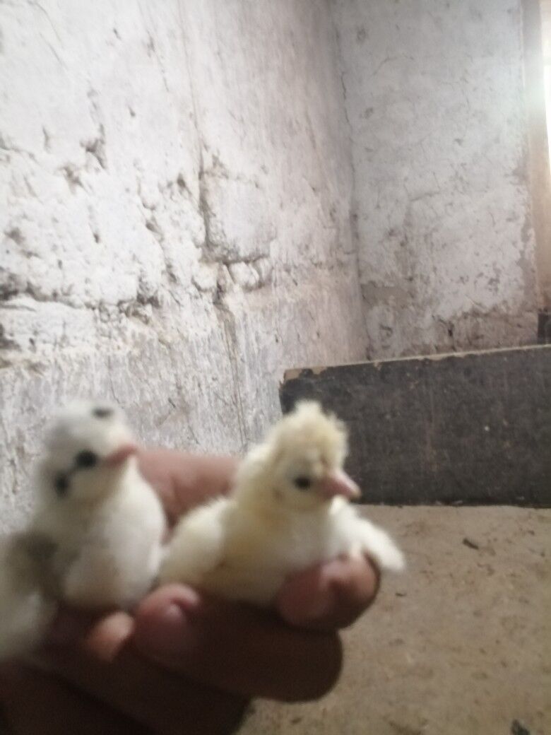 хораз вепарода жуйже чыкарярыс - Багир - img 2