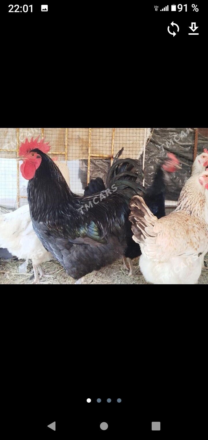 хораз вепарода жуйже чыкарярыс - Багир - img 5