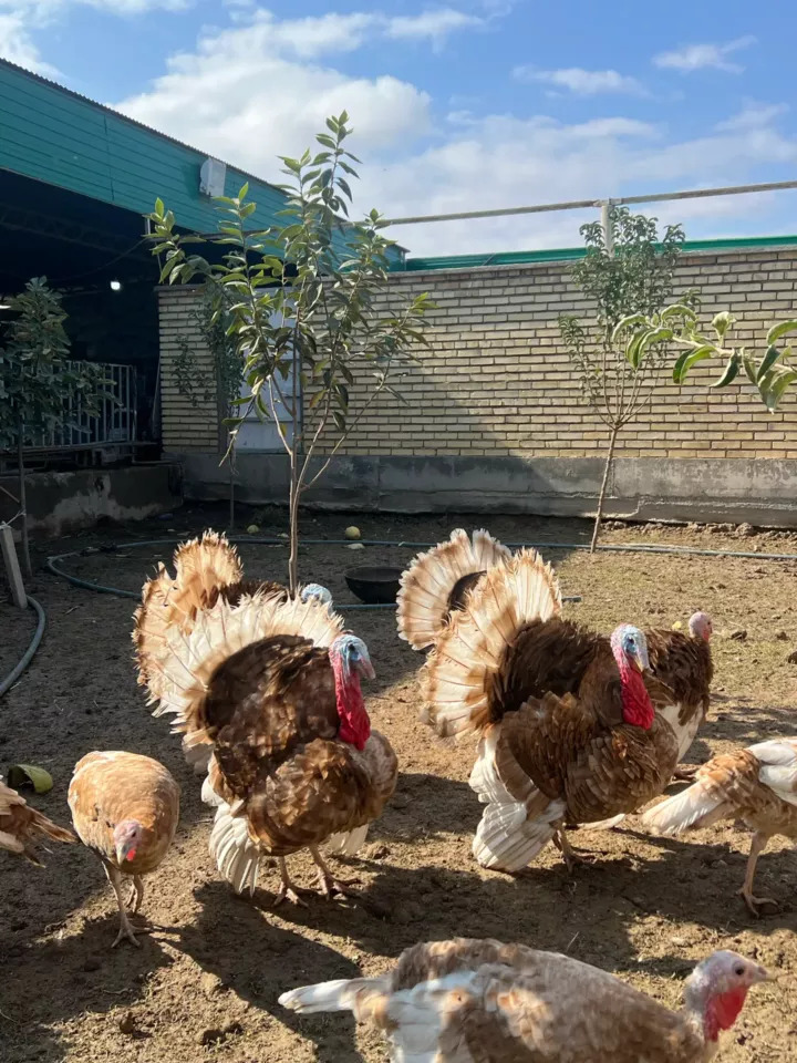 хораз вепарода жуйже чыкарярыс - Багир - img 7