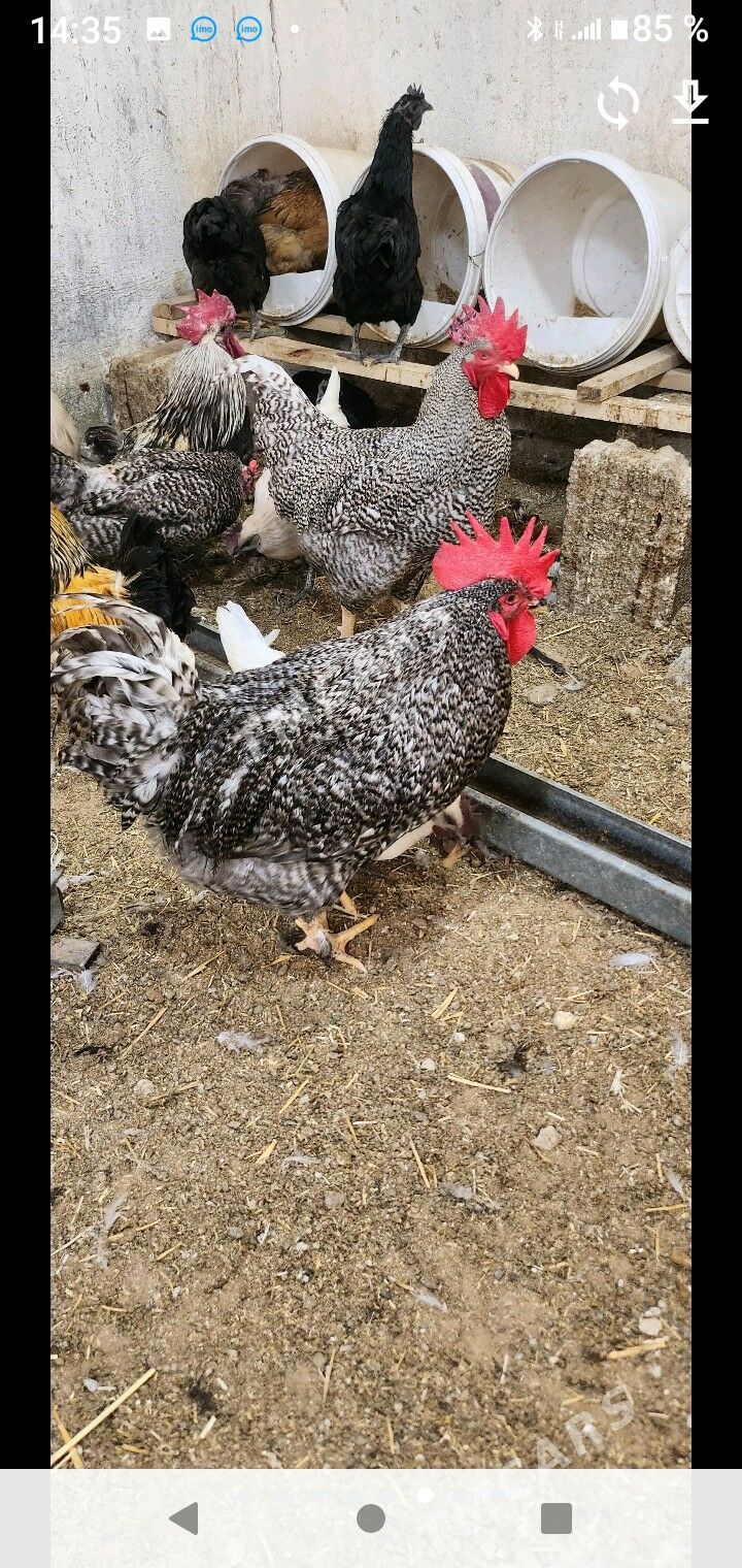 хораз вепарода жуйже чыкарярыс - Багир - img 4