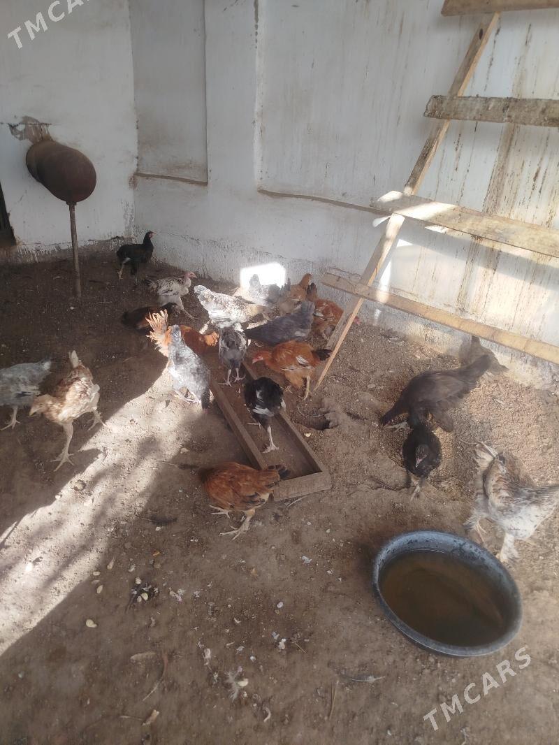 Towuk ördektowuk - Туркменабат - img 2