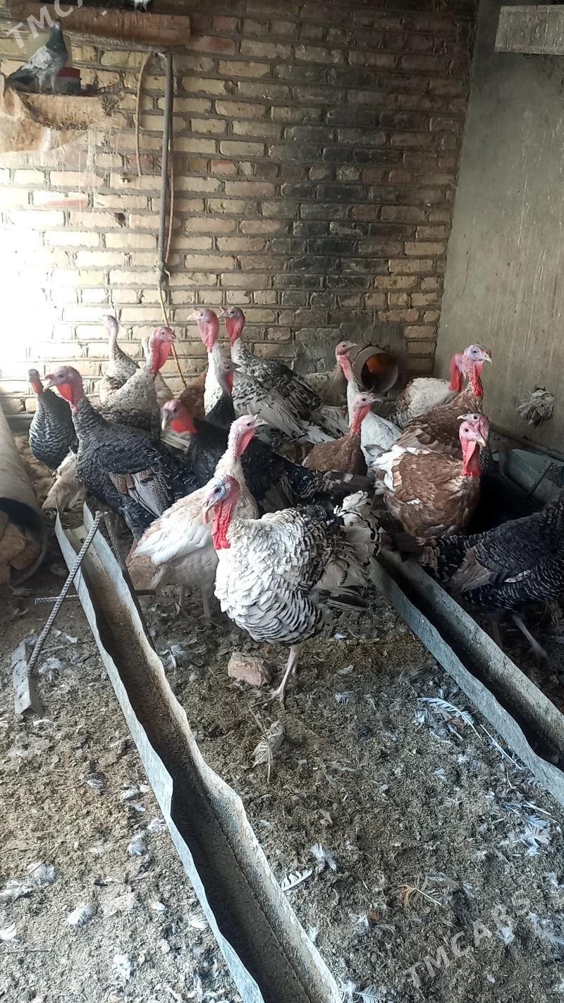 induk - Мургап - img 4