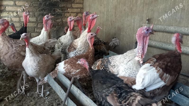 induk - Мургап - img 3