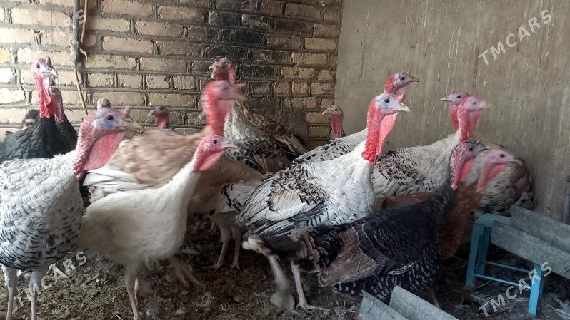 induk - Мургап - img 2