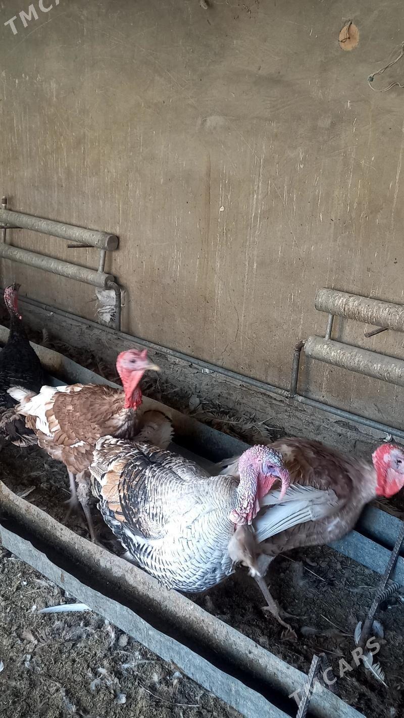 induk - Мургап - img 5