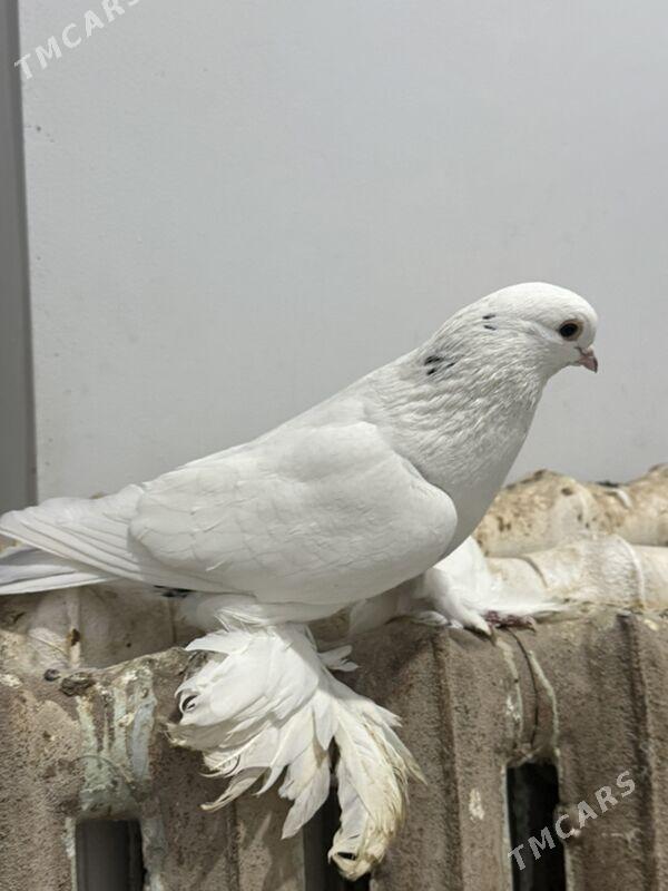 kepder - Туркменабат - img 2