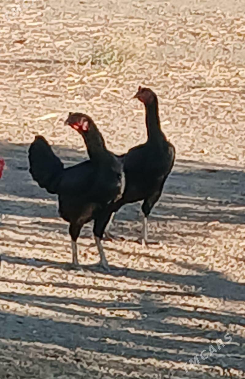 gibrit makiler - Этрек - img 2