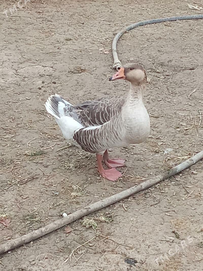 Gus - Яшлык - img 7