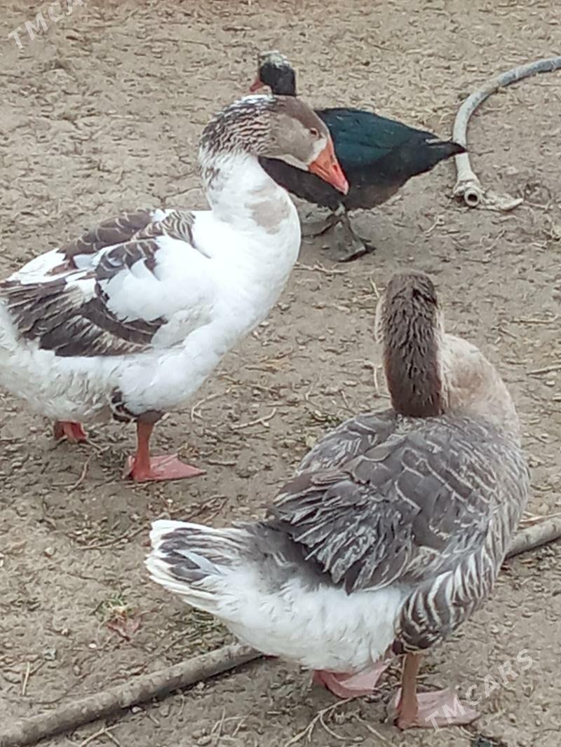 Gus - Яшлык - img 8