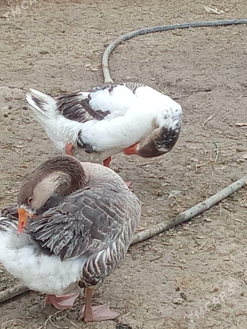 Gus - Яшлык - img 9