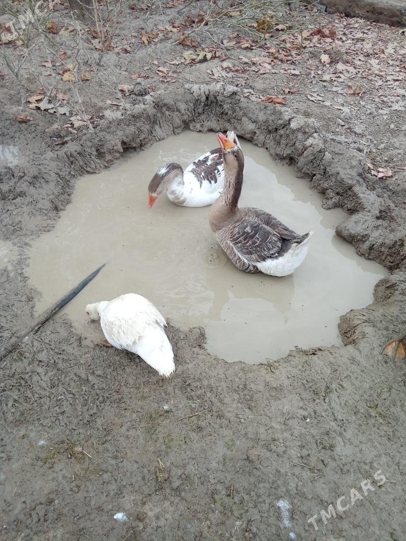 Gus - Яшлык - img 4