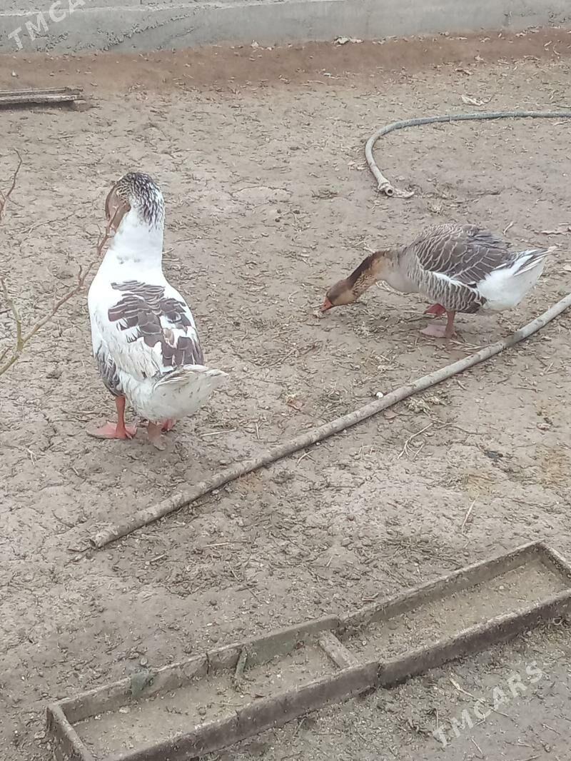 Gus - Яшлык - img 10