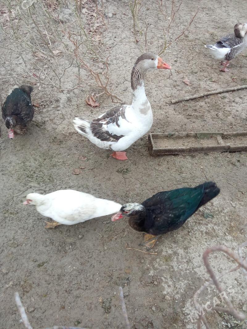 Gus - Яшлык - img 5