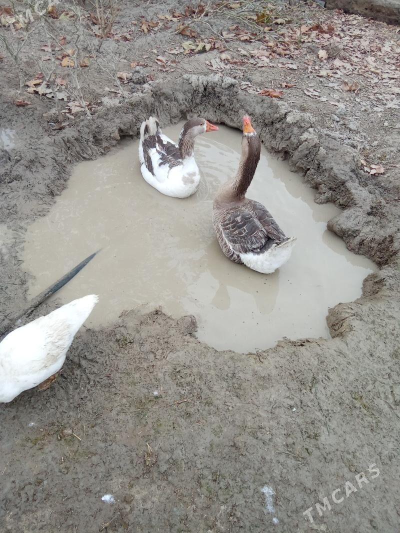 Gus - Яшлык - img 2