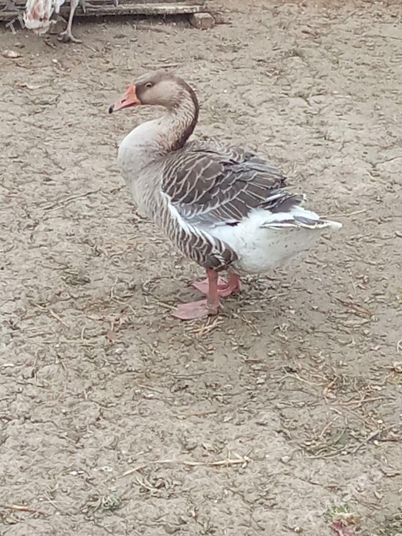 Gus - Яшлык - img 3