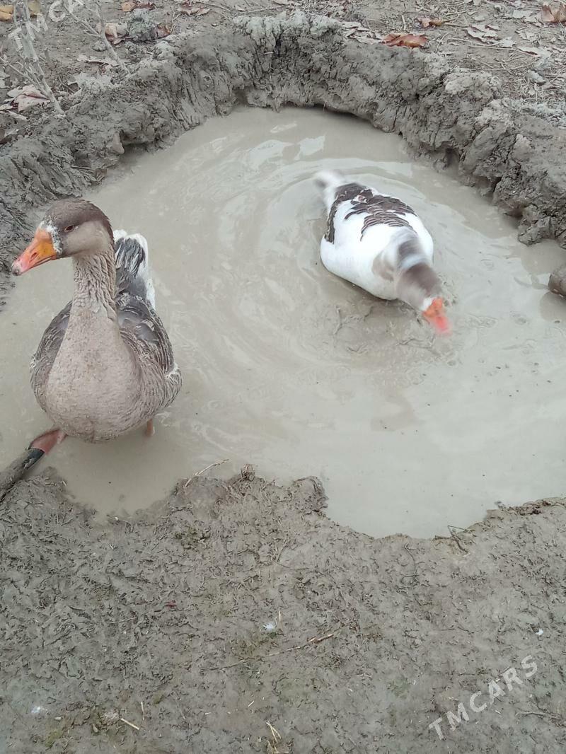 Gus - Яшлык - img 6