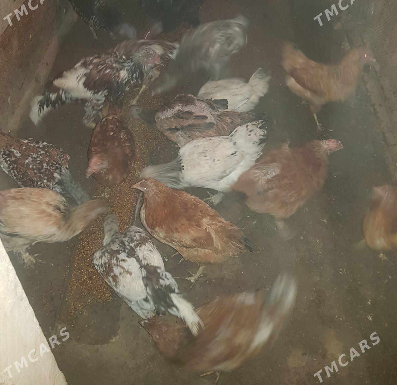 satlik tawuklar - Дашогуз - img 2