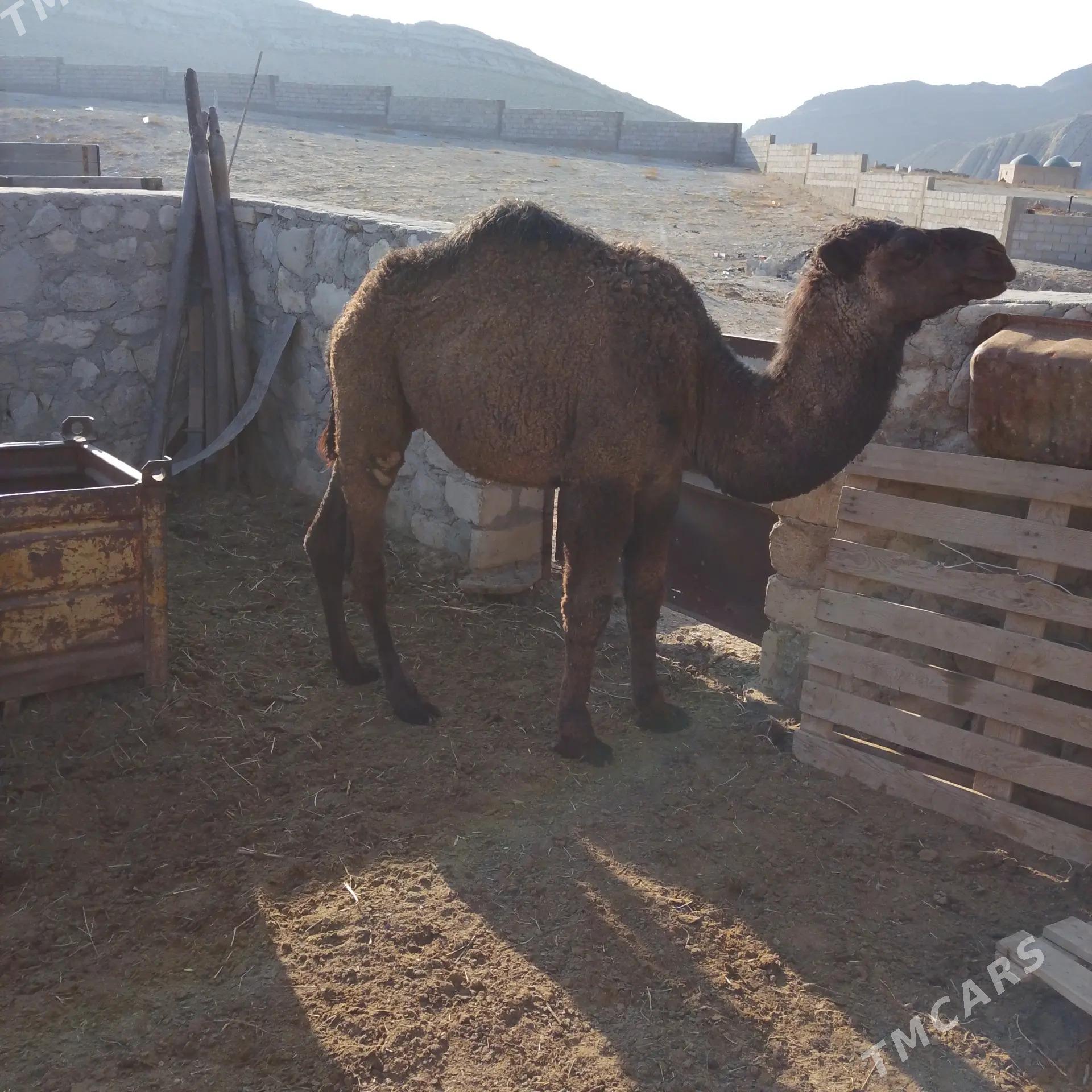 duye - Balkanabat - img 1