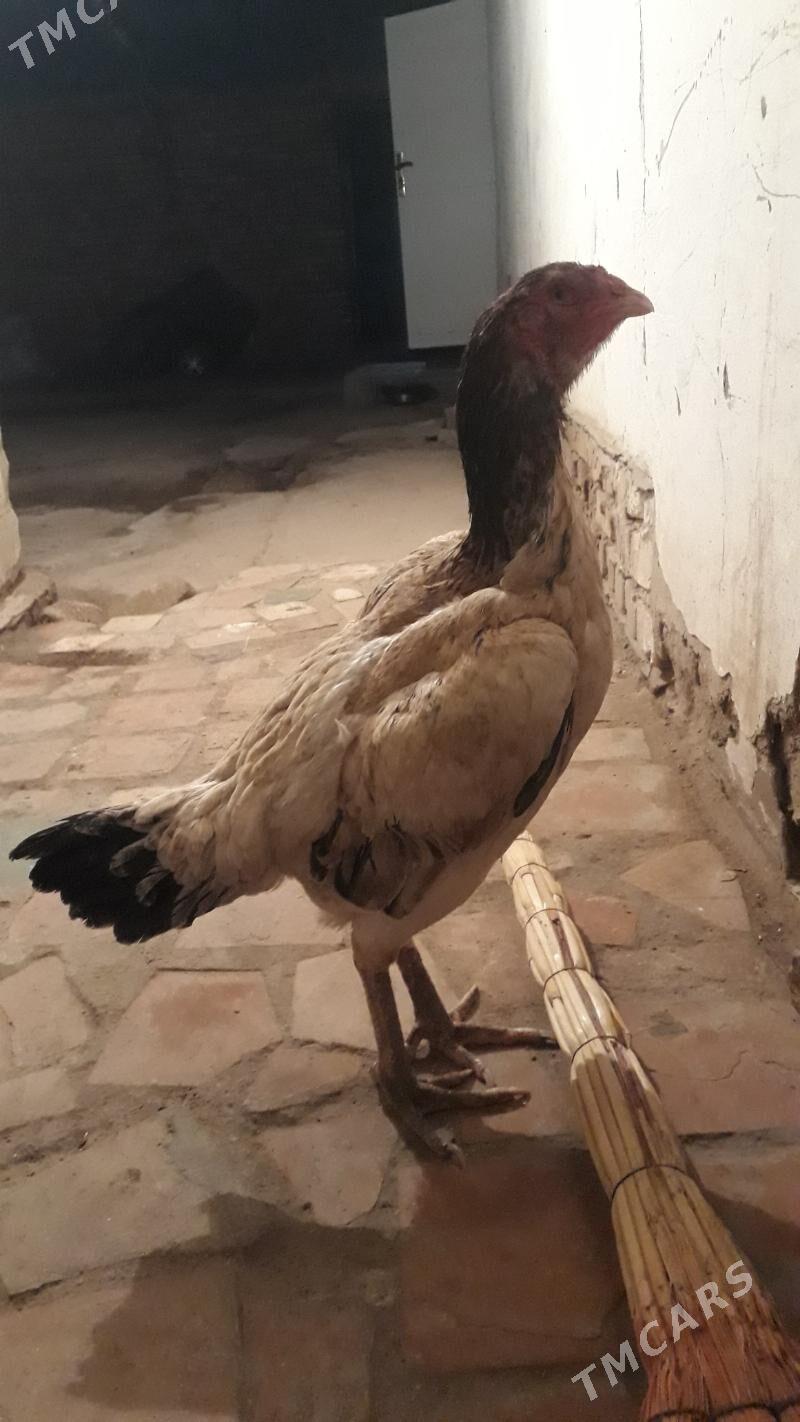 towuk - Гороглы (Тагта) - img 3