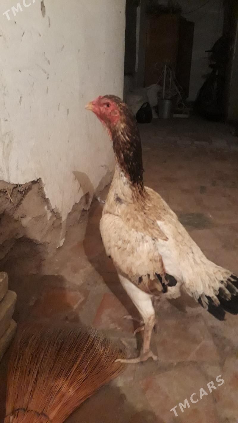 towuk - Гороглы (Тагта) - img 1