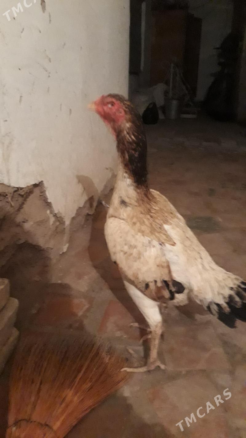 towuk - Гороглы (Тагта) - img 2