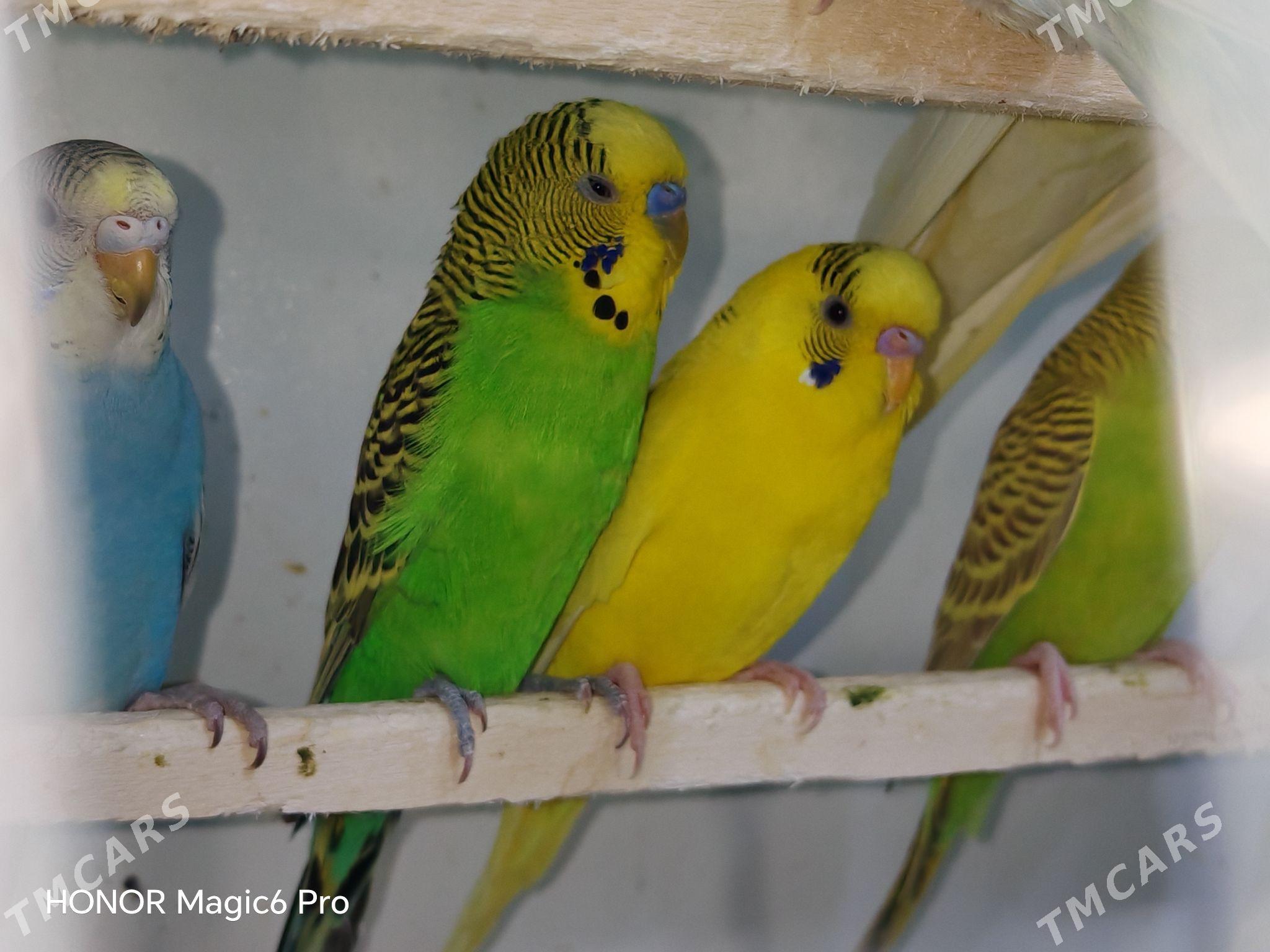 Totyguş papugay попугаи - Туркменабат - img 3