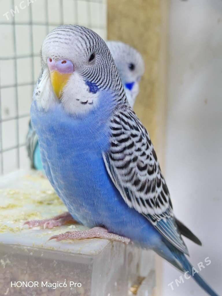 Totyguş papugay попугаи - Туркменабат - img 2