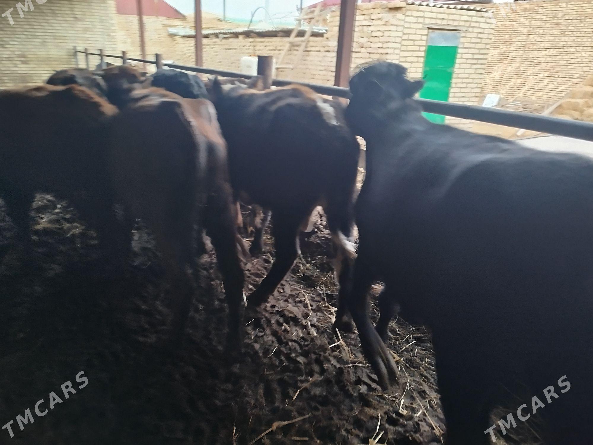 okuzler - Türkmenabat - img 2