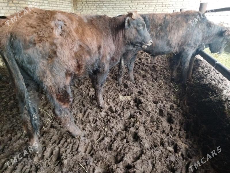 okuzler - Türkmenabat - img 3