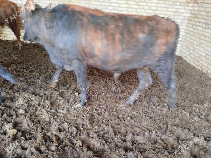 okuzler - Türkmenabat - img 5