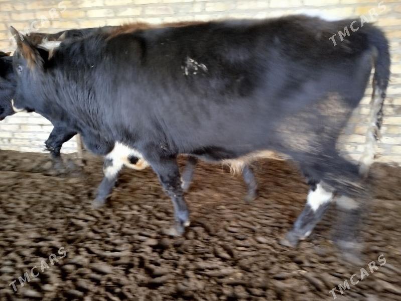 okuzler - Türkmenabat - img 6