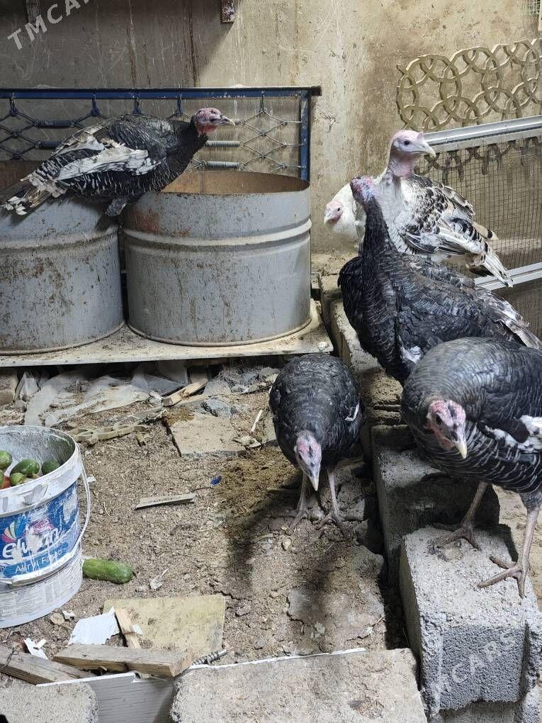 induk - Анев - img 2