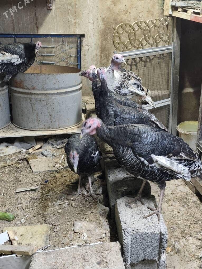 induk - Анев - img 3