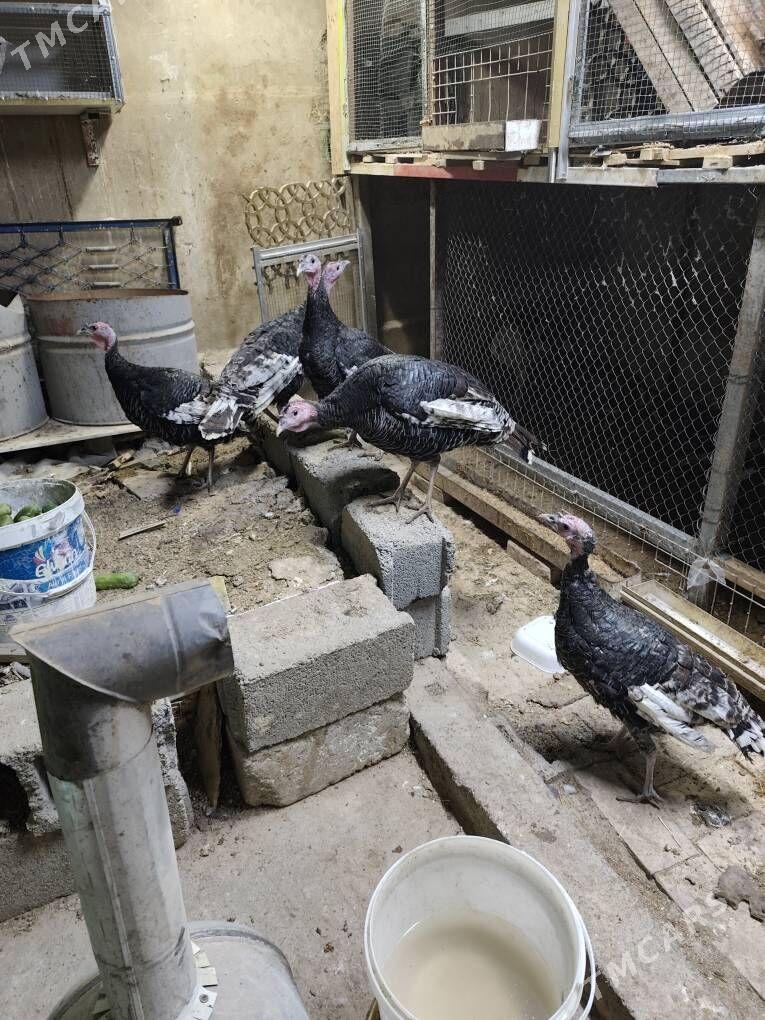 induk - Анев - img 4