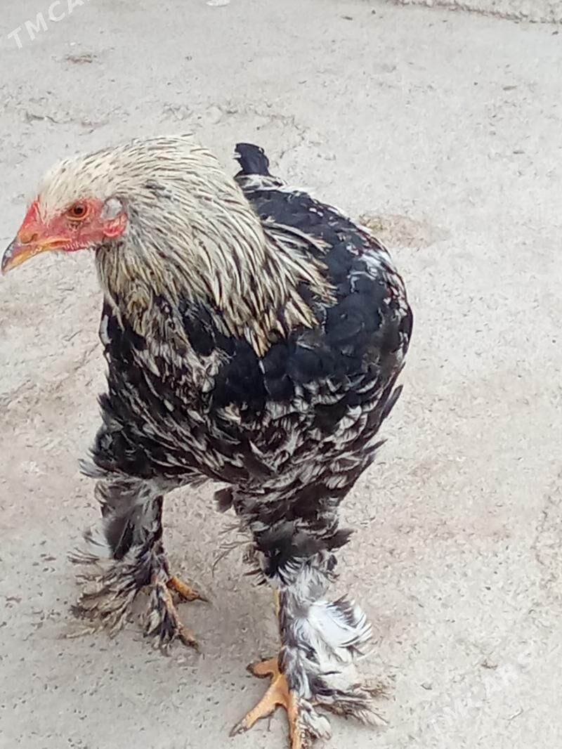 Myrama Balykly Horaz - Ýaşlyk - img 3